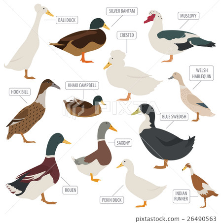Poultry farming. Duck breeds icon set. Flat design 26490563