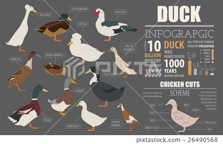 Poultry farming infographic template. Duck breed 26490568