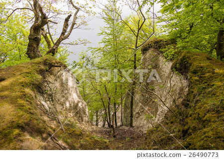 Coastal forest on the island Ruegen 26490773