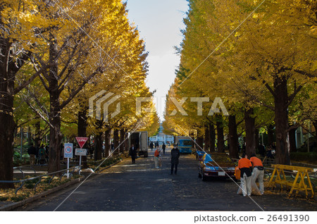 Keio University Ginkgo Namiki at Hiyoshi Campus 26491390