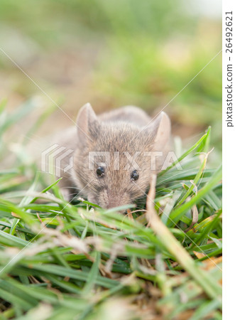 mouse sitting mouse sitting 26492621