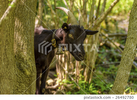 Goat hiding behind a tree 26492780