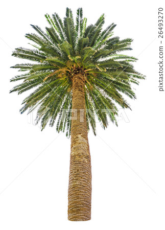 Palm tree Palm tree 26493270