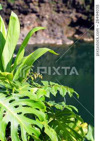 Rainbow Falls, Big Isalnd, Hawaii.. Rainbow Falls, Big Isalnd, Hawaii.. 26494038