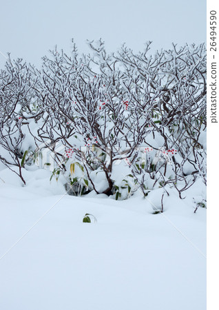 Snowscape of Daisetsuyama and Asahidake Snowscape of Daisetsuyama and Asahidake 26494590