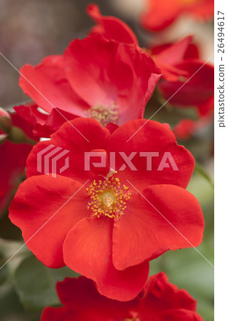 紅玫瑰花 26494617