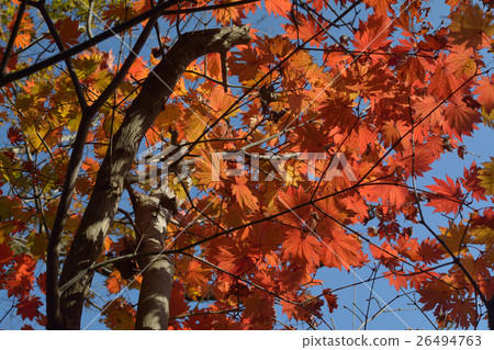Haughiwaka maple Haughiwaka maple 26494763