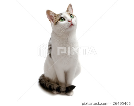 Sitting Cat 26495405