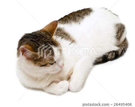 Sleeping Cat 26495406