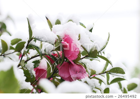 Snow and Szak saw 26495492