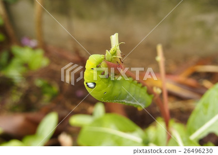 Larva of the sparrow Larva of the sparrow 26496230