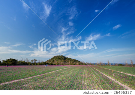 Rakucho field 26496357