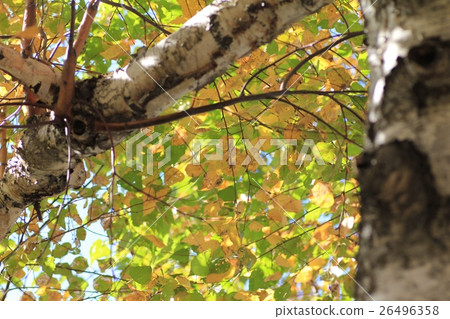 Yellow birch leaves in autumn - Autumn foliage season 26496358