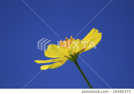 黃波斯菊 黃波斯菊 26496373