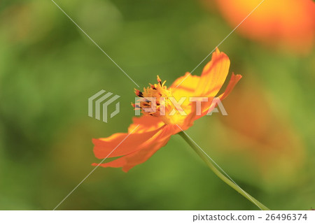 黃波斯菊 黃波斯菊 26496374