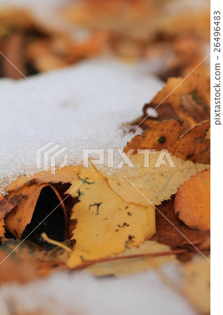 First snow on fallen autumn leaves First snow on fallen autumn leaves 26496483