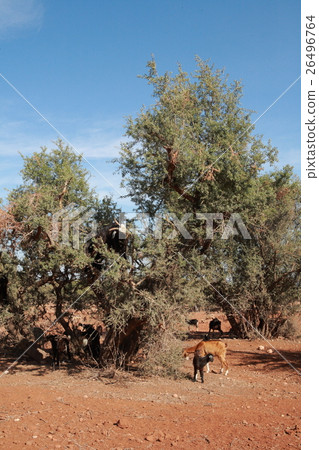 Argan and goats in Morocco. Argan and goats in Morocco 26496764