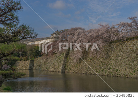 姬路城堡槳的風景在春天 姬路城堡槳的風景在春天 26496825