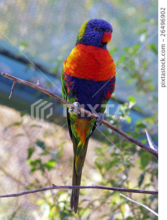 Parrot On Branch 26496902