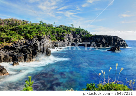 Shiogasaki coast germination roots Shiogasaki coast germination roots 26497231