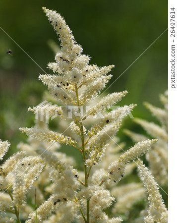 7 Awamori Shouma White Flora 7 Awamori Shouma White Flora 26497614