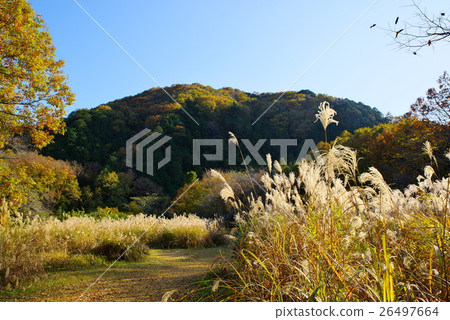秋天山與色的發光的Susuki的 秋天山與色的發光的Susuki的 26497664