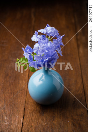 Blue plumbago flowers in vase 26497713