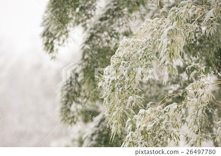 Bamboo grove snow scene 26497780