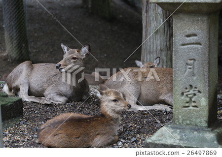 奈良公園的秋葉和鹿 奈良公園的秋葉和鹿 26497869