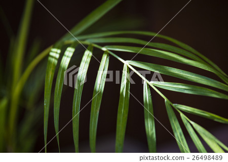 Sun plants Sun plants 26498489