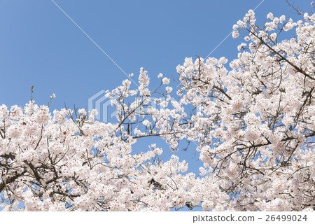 藍天和櫻花 26499024