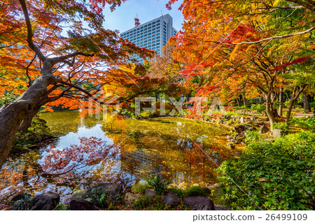 [東京]秋天的秋景 26499109