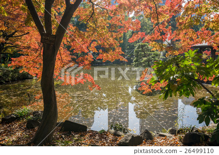[Tokyo] Autumn park 26499110