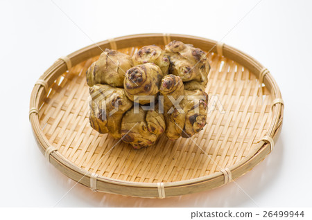 Jerusalem artichoke 26499944