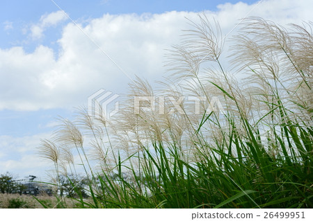 Look up to autumn · young Susuki Look up to autumn · young Susuki 26499951