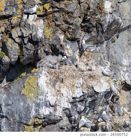Black-legged kittiwake 26500752