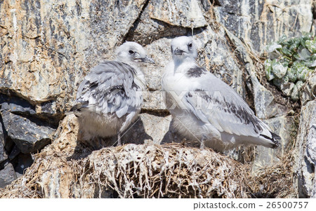 Black-legged kittiwake Black-legged kittiwake 26500757
