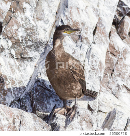 Juvenile European Shag Juvenile European Shag 26500758
