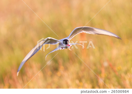 Arctic tern with a fish - Warm evening sun 26500984