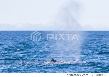 Blowout of a large Sperm Whale near Iceland Blowout of a large Sperm Whale near Iceland 26500992