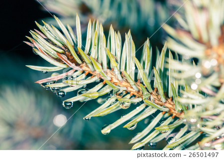 wet spruce branch 26501497