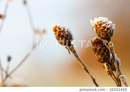 frozen meadow wild grass seeds frozen meadow wild grass seeds 26501498