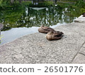 A nap of ducks 26501776