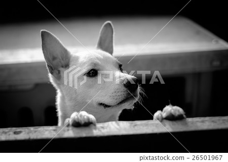 Staring dog 26501967