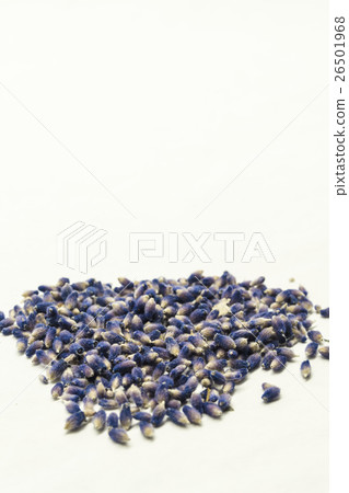 富良野薰衣草形象 26501968