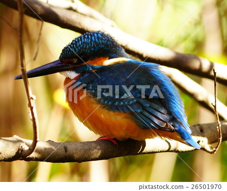 Furukawa kingfisher 26501970