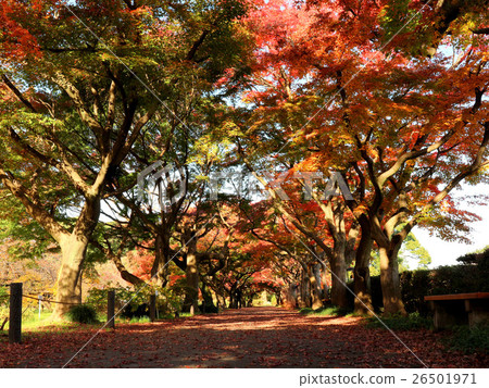 Koishikawa植物園（11月）Bunkyo-ku，東京的秋葉 26501971