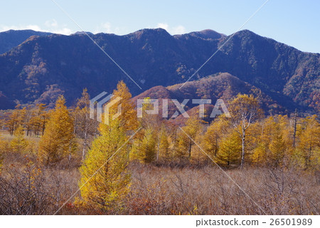 陽光秋葉 26501989