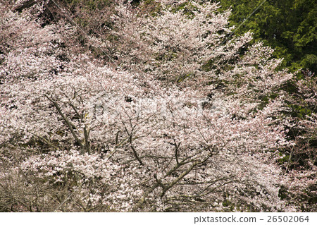 奈良的春天櫻花 26502064