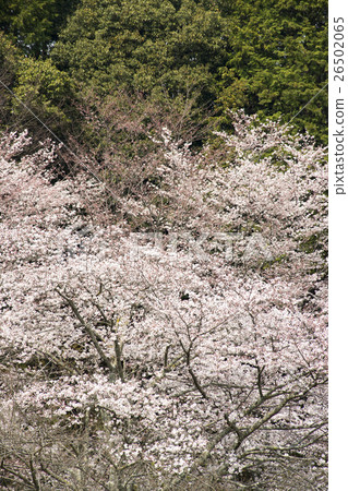 Spring cherry blossoms in Nara Spring cherry blossoms in Nara 26502065
